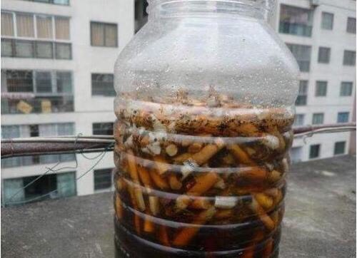 盆栽泥土有虫子怎么办？4个“方法”彻底消灭，花疯长，健康茂盛