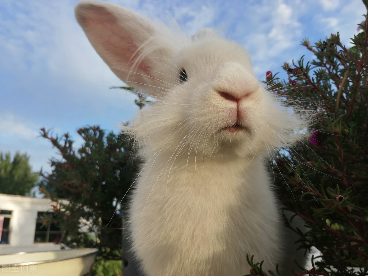 兔子便秘怎么办可以喂食盐水吗,兔子便秘按摩手法