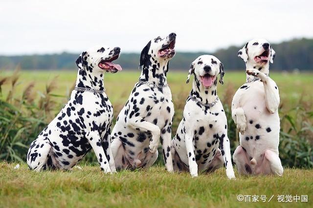 狗狗的种类图片,双鱼座狗狗性格特点