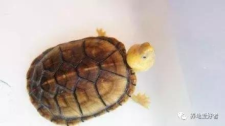 蛋龟是海龟吗,蛋龟是巴西龟吗