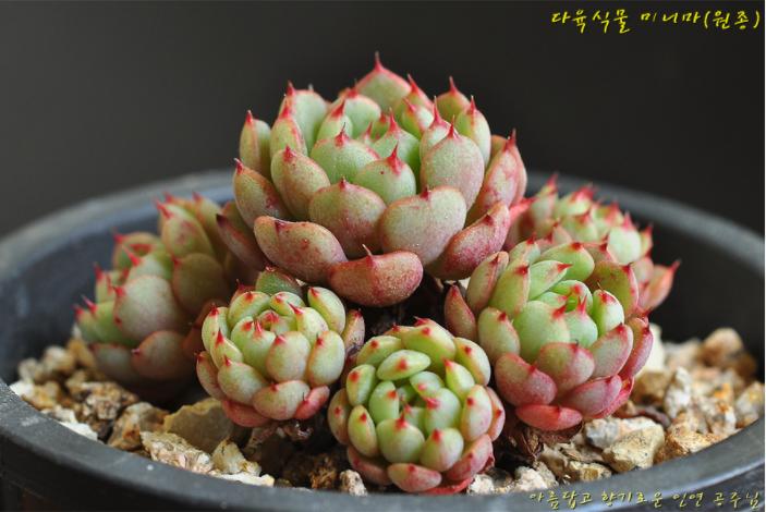 多肉公主艺术造型,韩国画多肉的女孩