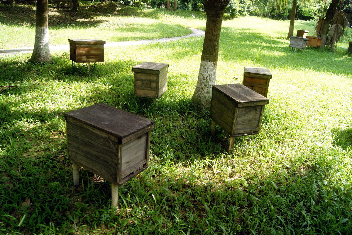 中蜂养殖技术怎样防止蜜蜂逃跑,蜜蜂养殖如何防备蜂王飞走