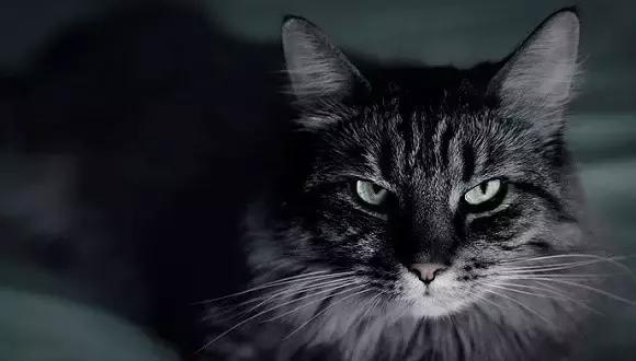 猫毛过敏，又很想养猫怎么办？十条建议帮你消除烦恼