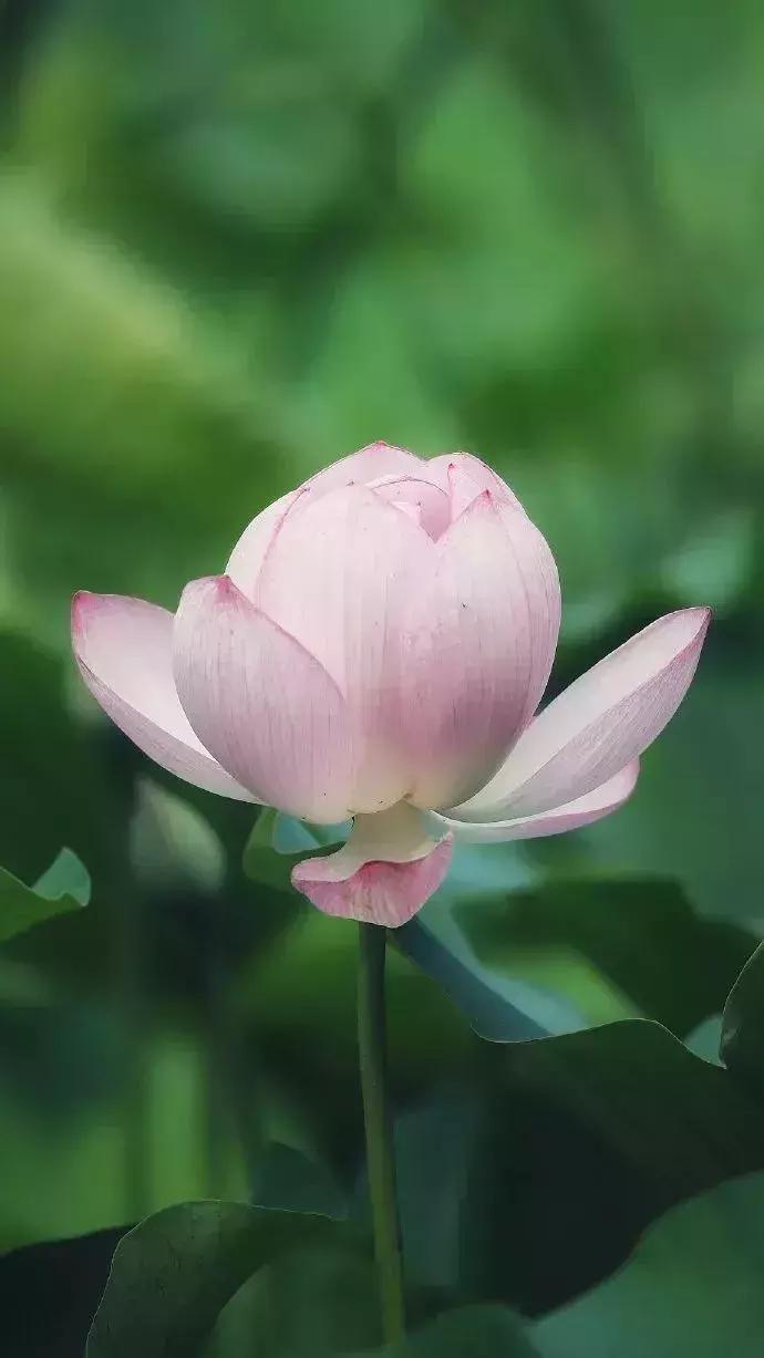 中国著名赏荷胜地,中国最著名的十大赏荷地