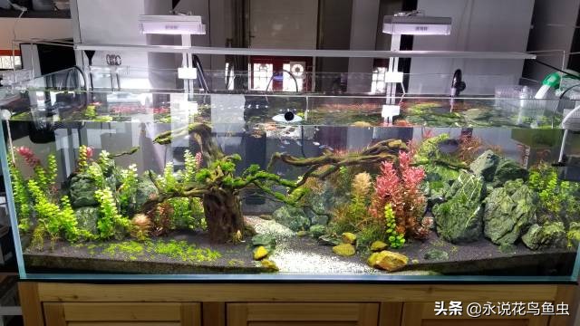 鱼缸蛋白虫和鱼虫怎么处理,鱼缸蛋白虫生物处理