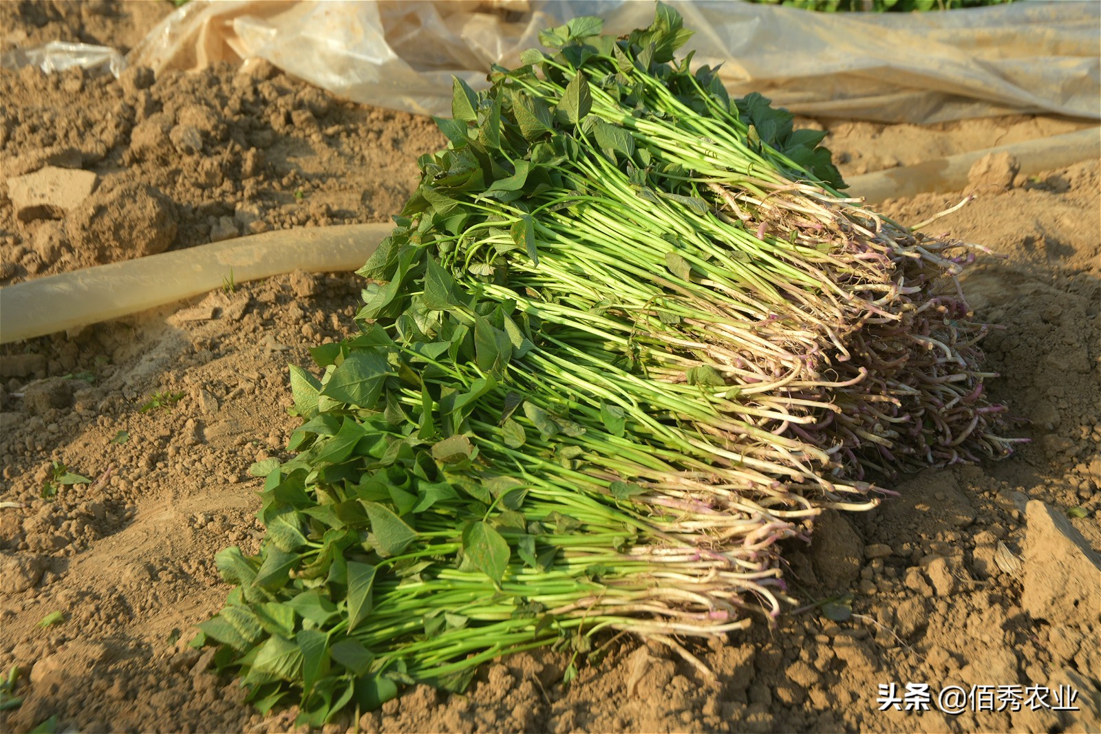 种红薯苗卖能挣钱吗,农民种植养殖年挣20万