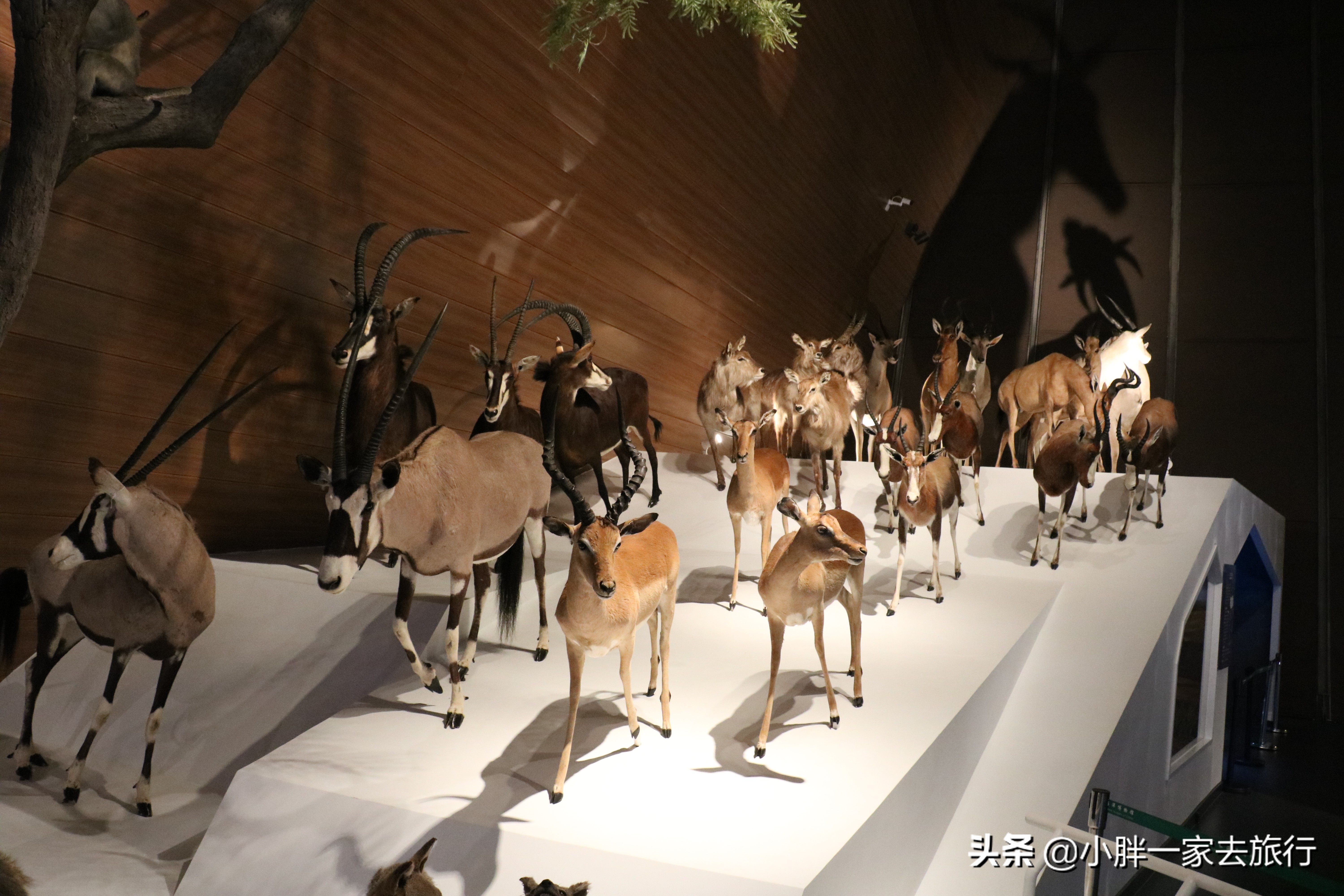 最大的北京海洋博物馆,海上故宫国家海洋博物馆