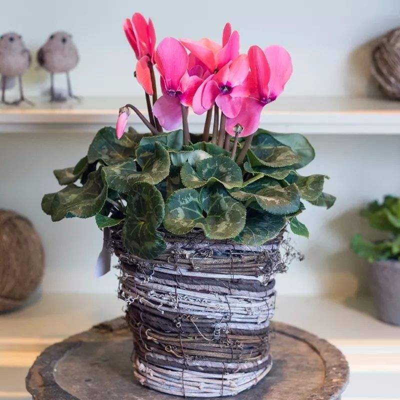 仙客来叶子上的小虫子,仙客来叶子背面有白色的虫