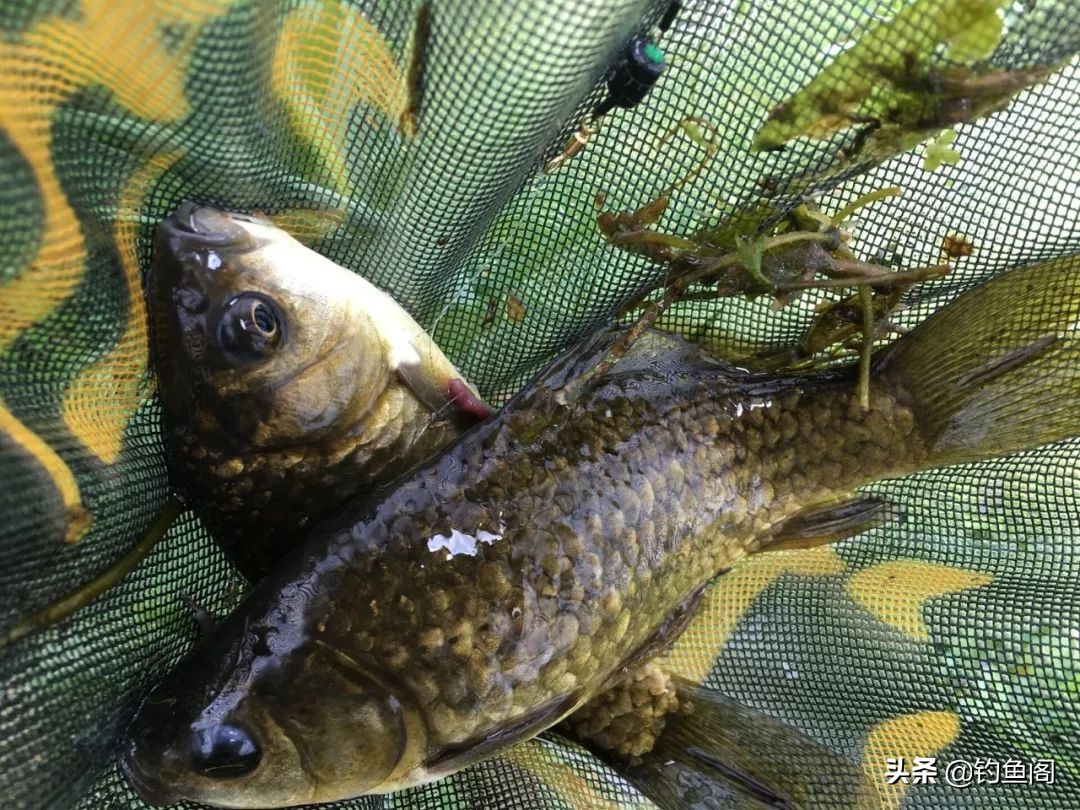 钓鱼频繁咬钩的危害有哪些,钓鱼总是咬钩很深