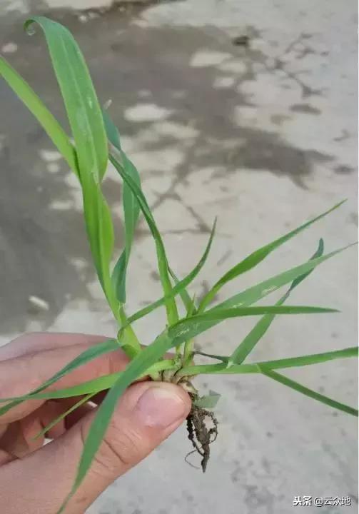 麦田野燕麦用什么药封闭好,小麦地里的野燕麦用什么方法根除