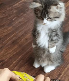 足球场上不可思议时刻,足球场上有多危险