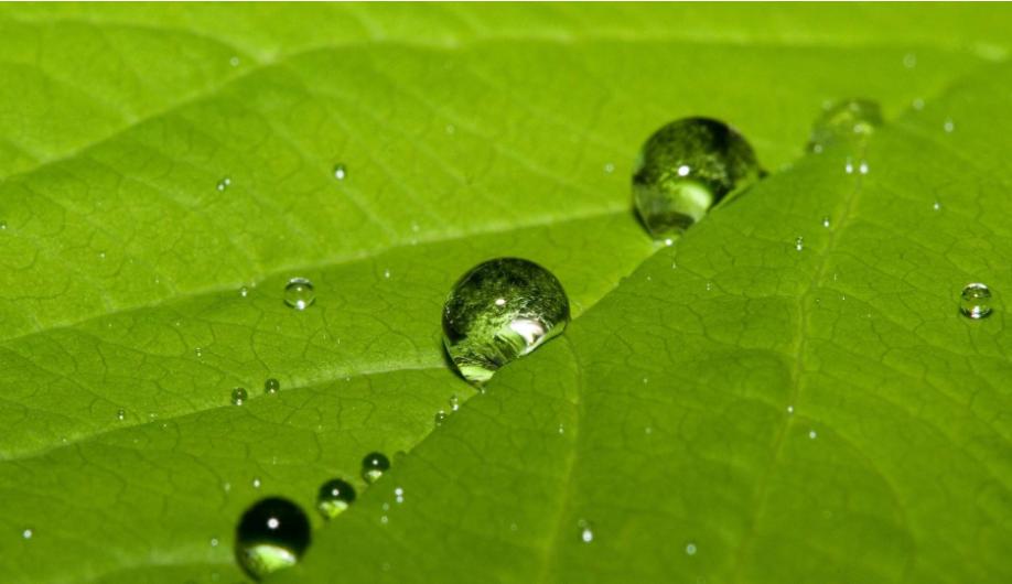 食盐小苏打和洗衣粉能杀虫,食盐加洗衣粉有什么功效