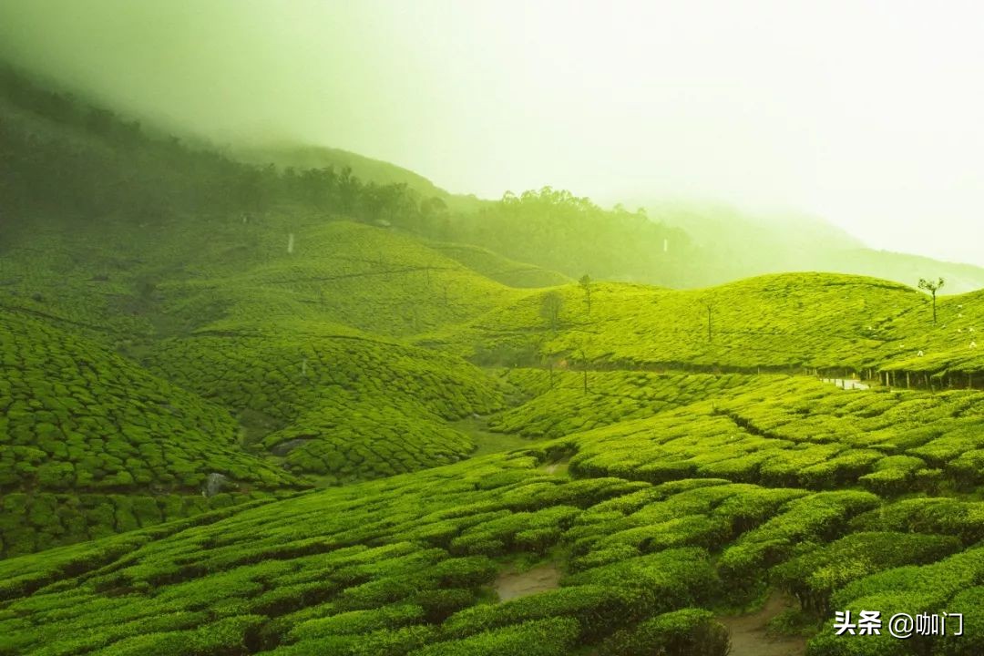 新茶饮品牌靠什么,新茶饮网红奶茶