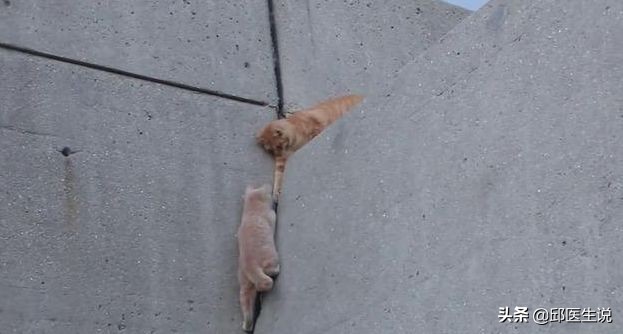 气虚抵抗力差怎么办,体质差怕冷怎么提高免疫力