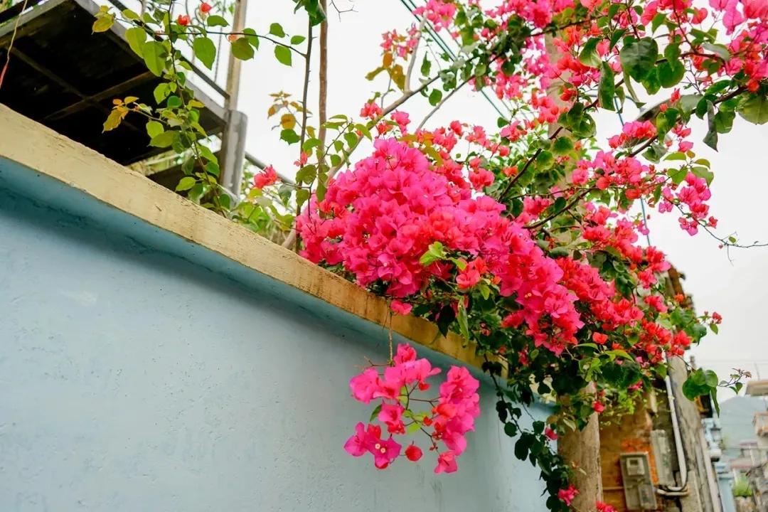 鼓浪屿必去的海岛,珠海坐船去鼓浪屿