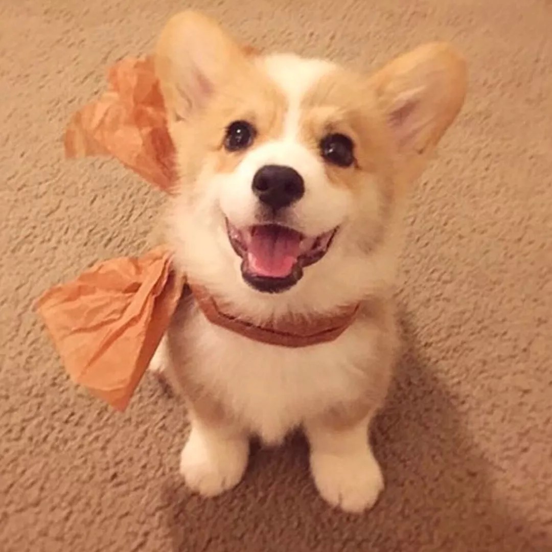 柯基一生必须经历的五个阶段,柯基活到最大年龄就离开了