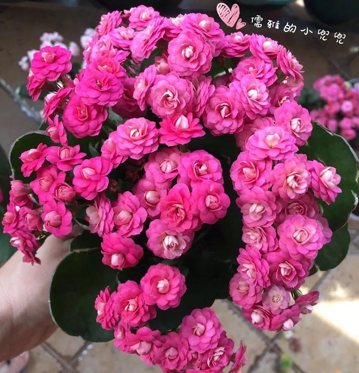 长寿花，寓意好、开花漂亮，花期长，品种多达300个