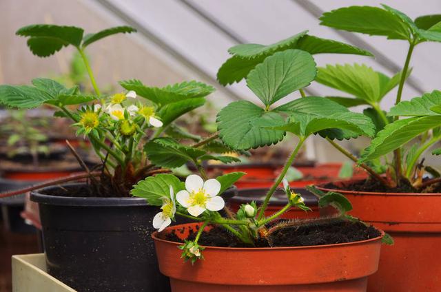 草莓叶茎发黑叶子干枯是什么病,草莓叶片干枯发黄怎么补救