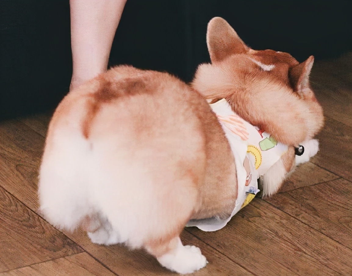 女生养公柯基还是母柯基,女生养柯基还是泰迪