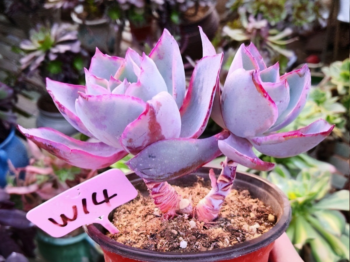 多肉雅乐之舞和晚霞之舞,爱跳舞的植物有哪些