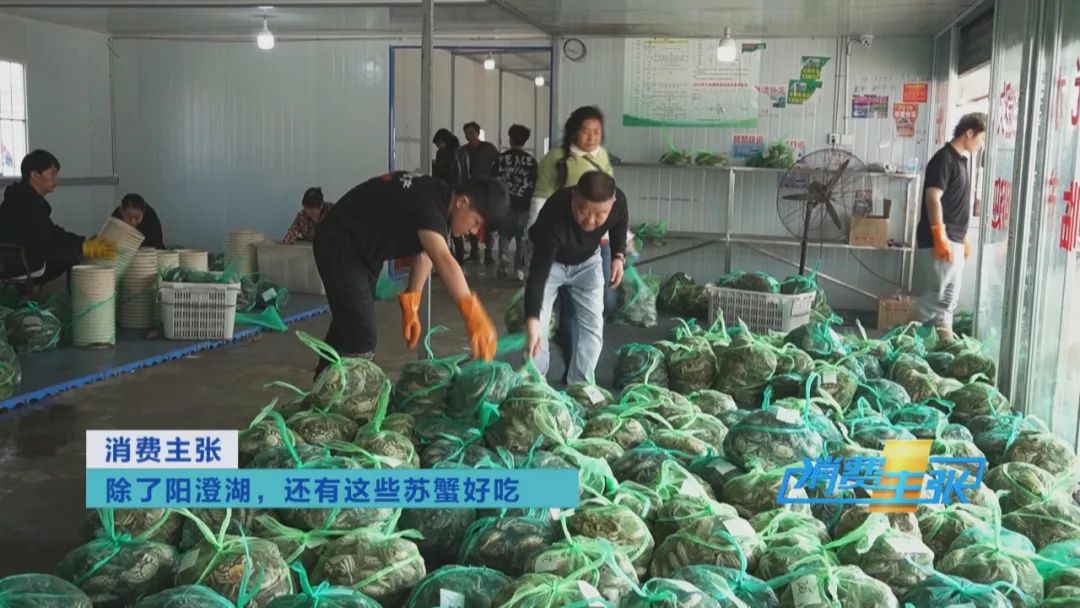 阳澄湖大闸蟹捕捞现场,大闸蟹捕捞现场