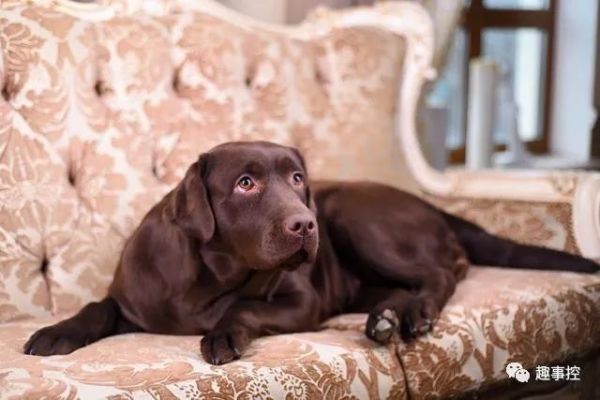 拉布拉多哪种颜色最好看又好养,拉布拉多什么颜色的品种最值钱