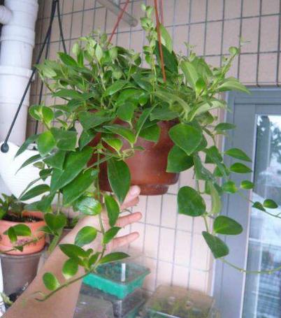 盆栽球兰花的养殖方法,花卉球兰的养殖方法和技巧