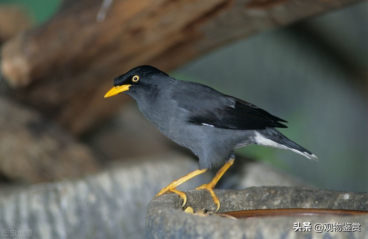 八哥善于说什么语言,八哥容易学会的词语