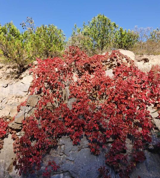 忆往昔惜离别,越剧忆往昔