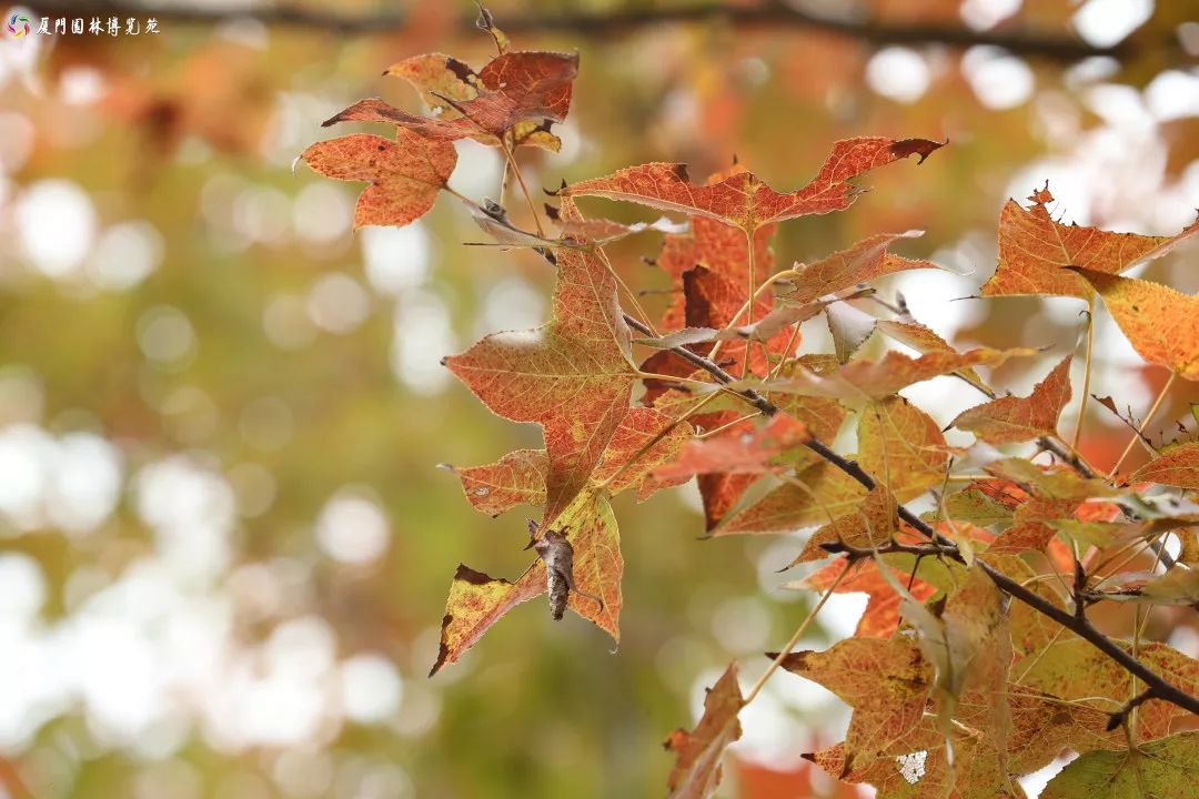 速来！园博苑有让*欲人**罢不能的季相变化之美，还有众多萌物陪伴你~