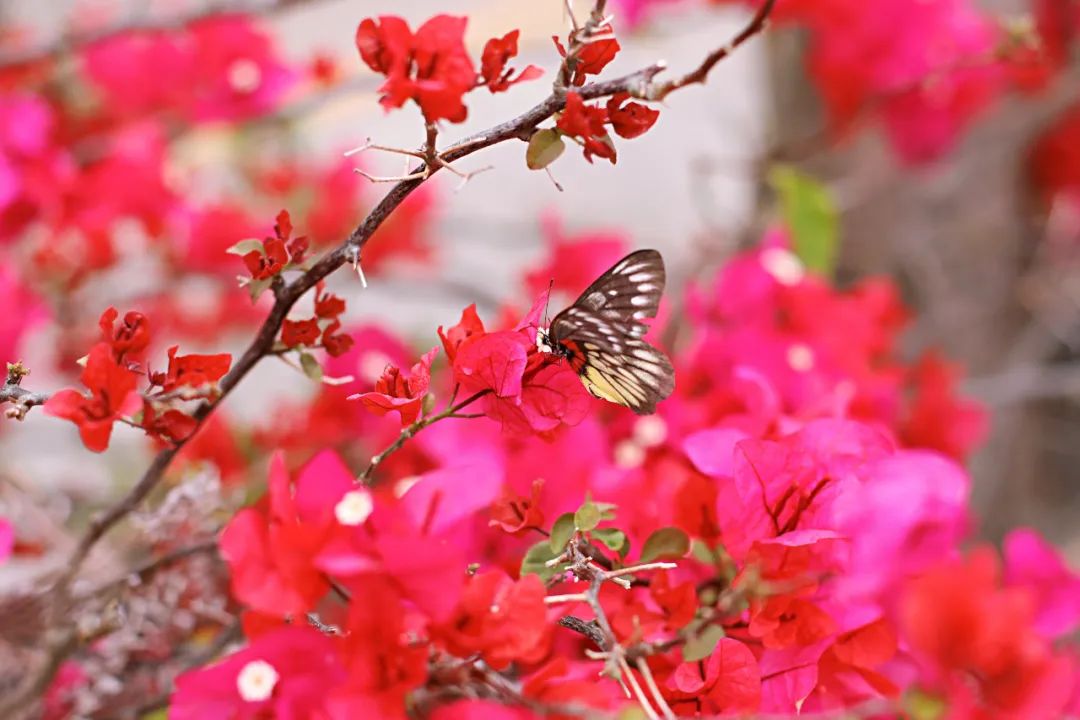 超灵验的姻缘福地!离广州深圳不到一小时,踏青赏花祈福康养首选