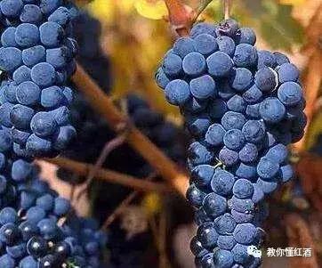 为什么西班牙的红酒便宜,西班牙顶级葡萄酒有哪些