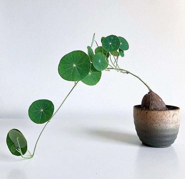 适合室内种植的爬藤植物有哪些,跟绿萝一样好养的爬藤植物