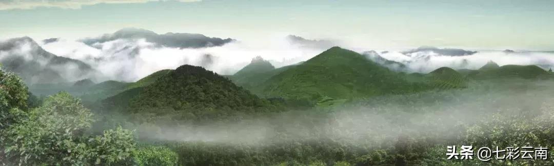 七彩云南庆沣祥生茶,2018年云南普洱茶十大名茶