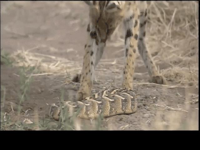 要不是因为强大的繁殖和适应能力，也许它会被天敌吃成濒危动物