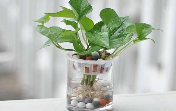 水培绿萝怎么养不烂根叶子不发黄,水培绿萝烂根叶子变黄怎么拯救