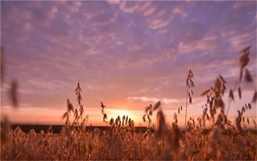 王丽霞为武川莜面代言,呼和浩特市委书记为武川莜面代言