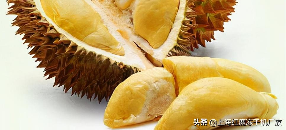 冻干榴莲加工,冻榴莲加工工艺流程