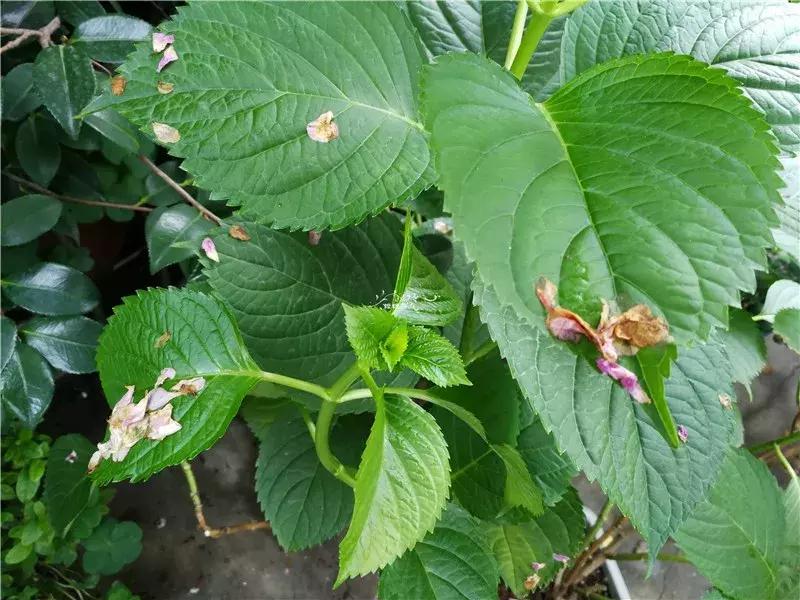 天竺葵的养护视频,垂吊天竺葵的养护