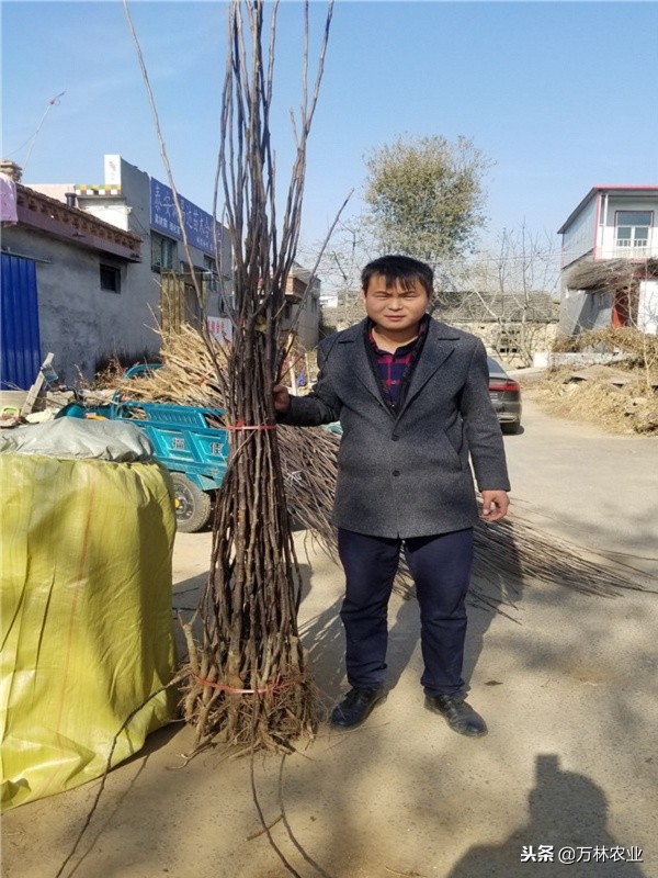 梨树的优良品种有哪些,目前梨树品种最甜的品种