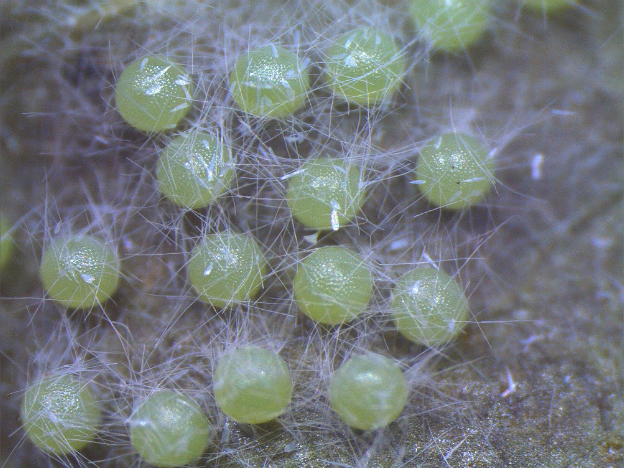 这个秋天碰到白色毛毛虫了吗?其实它们来自大洋彼岸