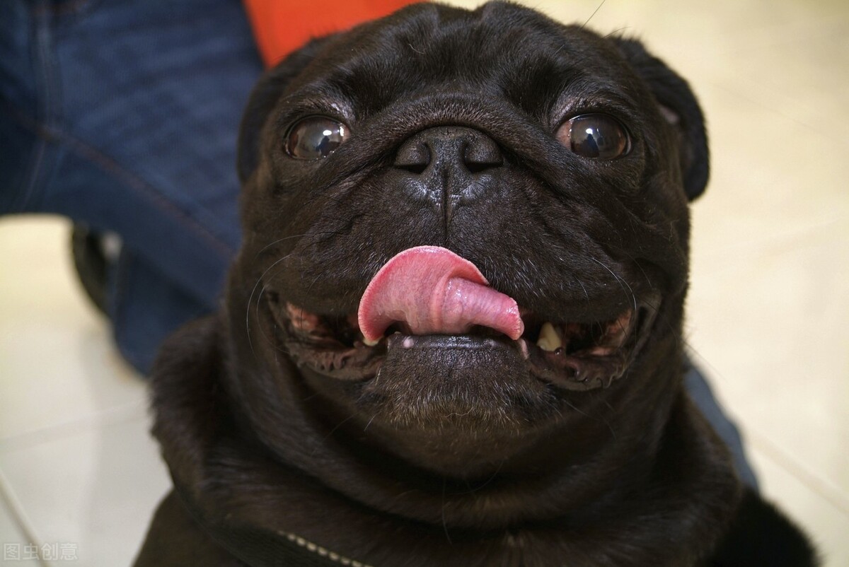 巴哥犬好养吗养巴哥犬的注意事项,八哥犬和巴哥犬有什么区别呢