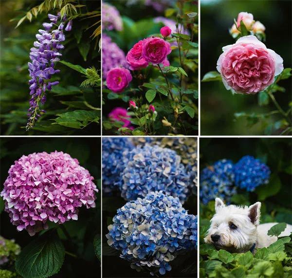 花园设计前沿趋势|14种澳洲庭院花园类型(上篇),全面细致