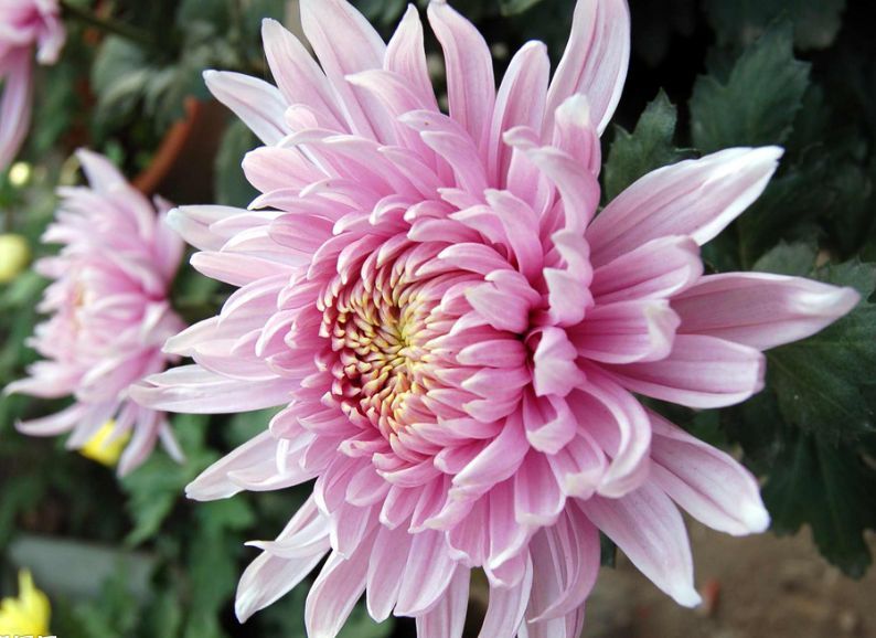 治疗痔疮消肉球痔疮膏,痔疮硬化剂治疗需要多少钱