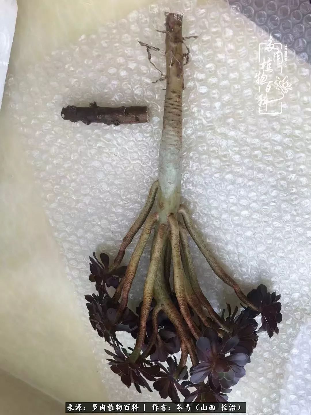 新手养多肉知道这4点打好基础,阳台上养多肉的正确方法