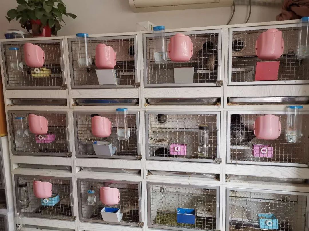 20元的龙猫能养吗,家里有猫可以养龙猫吗