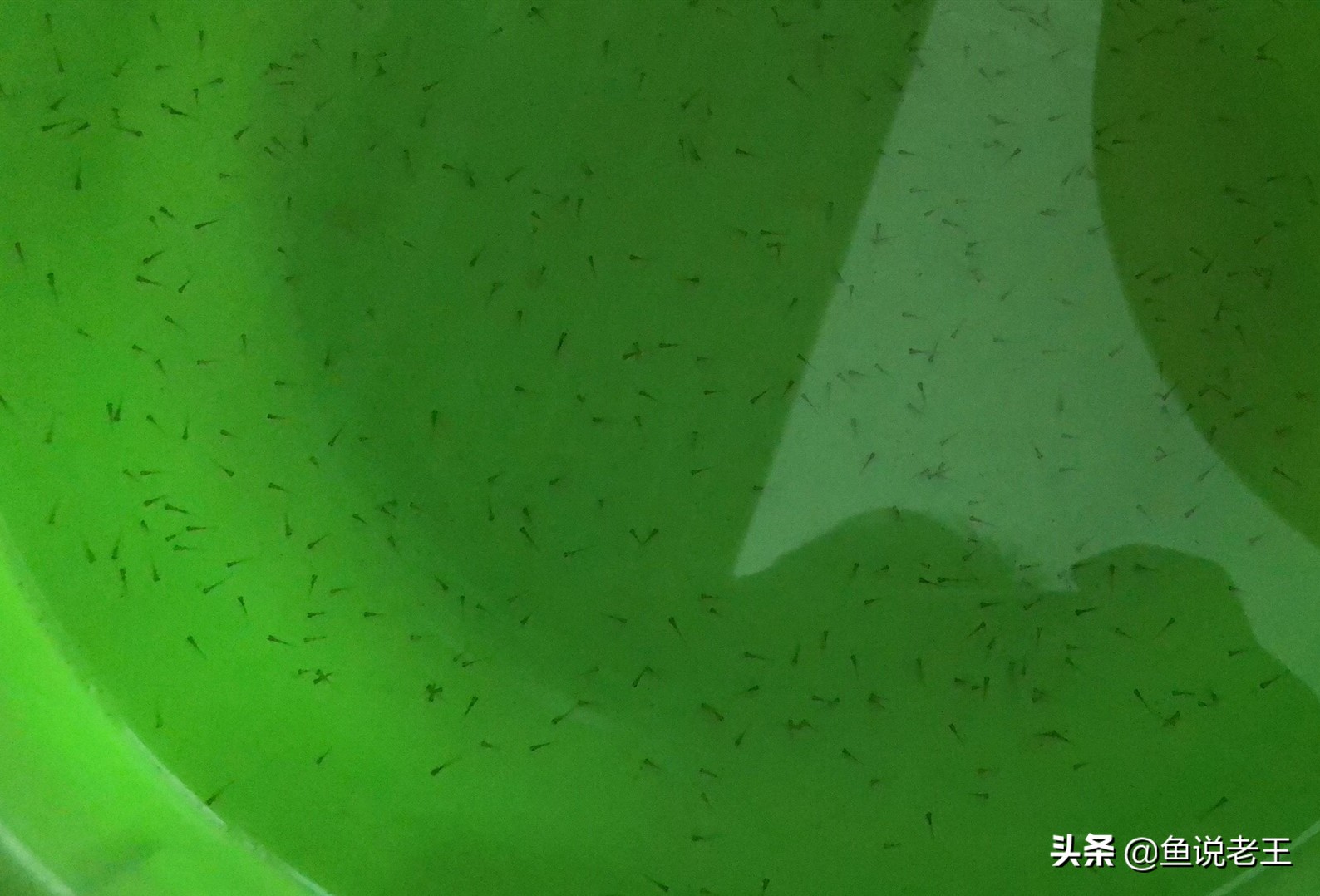 金鱼繁殖技术和饲养方法,兰寿金鱼繁殖几月份繁殖