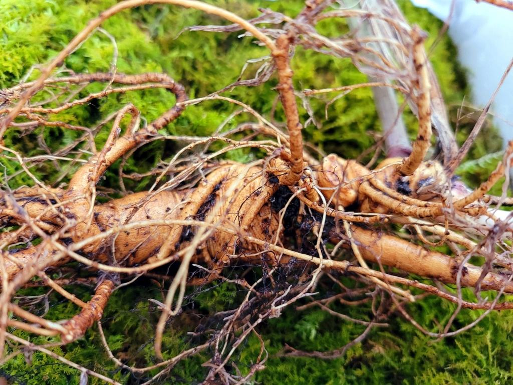 同样是人参,同样年份人参价格不同