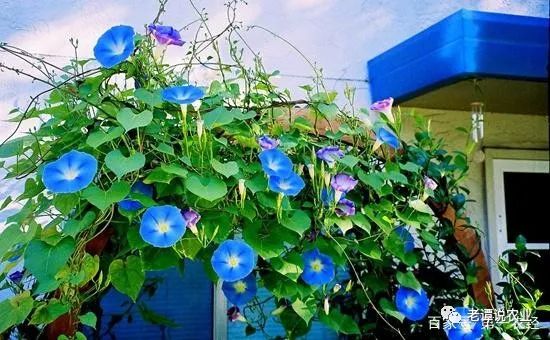 适合小院种的藤本花卉盆栽,什么藤本月季适合种在院子墙外面