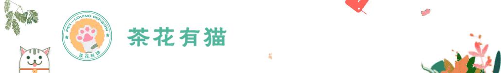 猫咪冷知识：猫咪“斗鸡眼”怎么解释？对猫咪有影响吗？